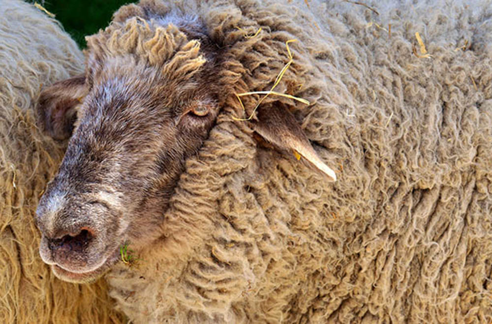 Schafe sind sehr genügsam und eignen sich somit hervorragend zur Landschaftspflege.Foto: gemeinfrei/pixabay