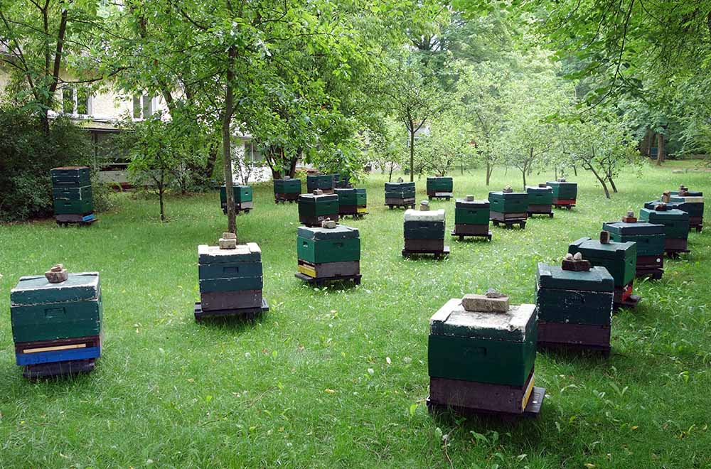 Bienenstöcke in Hohen Neuendorf