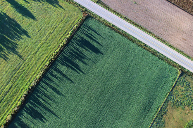 Agrowirtschaft kombiniert beim Anbau Ackerpflanzen und Gehölze (Foto: Pixabay)